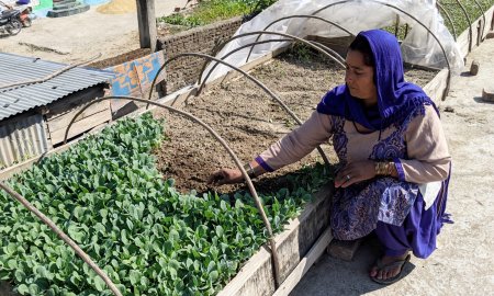 मंडी की सुनीता ने घर की छत पर सब्जियों की पनीरी उगाकर खुद को बनाया आत्मनिर्भर सालाना कर रही 3.50 लाख रुपये की कमाई
