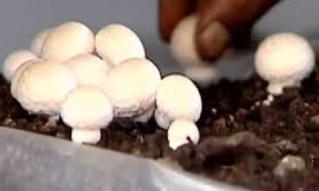 बागबानी विभाग ने दिया किसानों को मशरूम उत्पादन का प्रशिक्षण