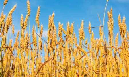 गेहूं दिलाएगा रोगों से मुक्ति