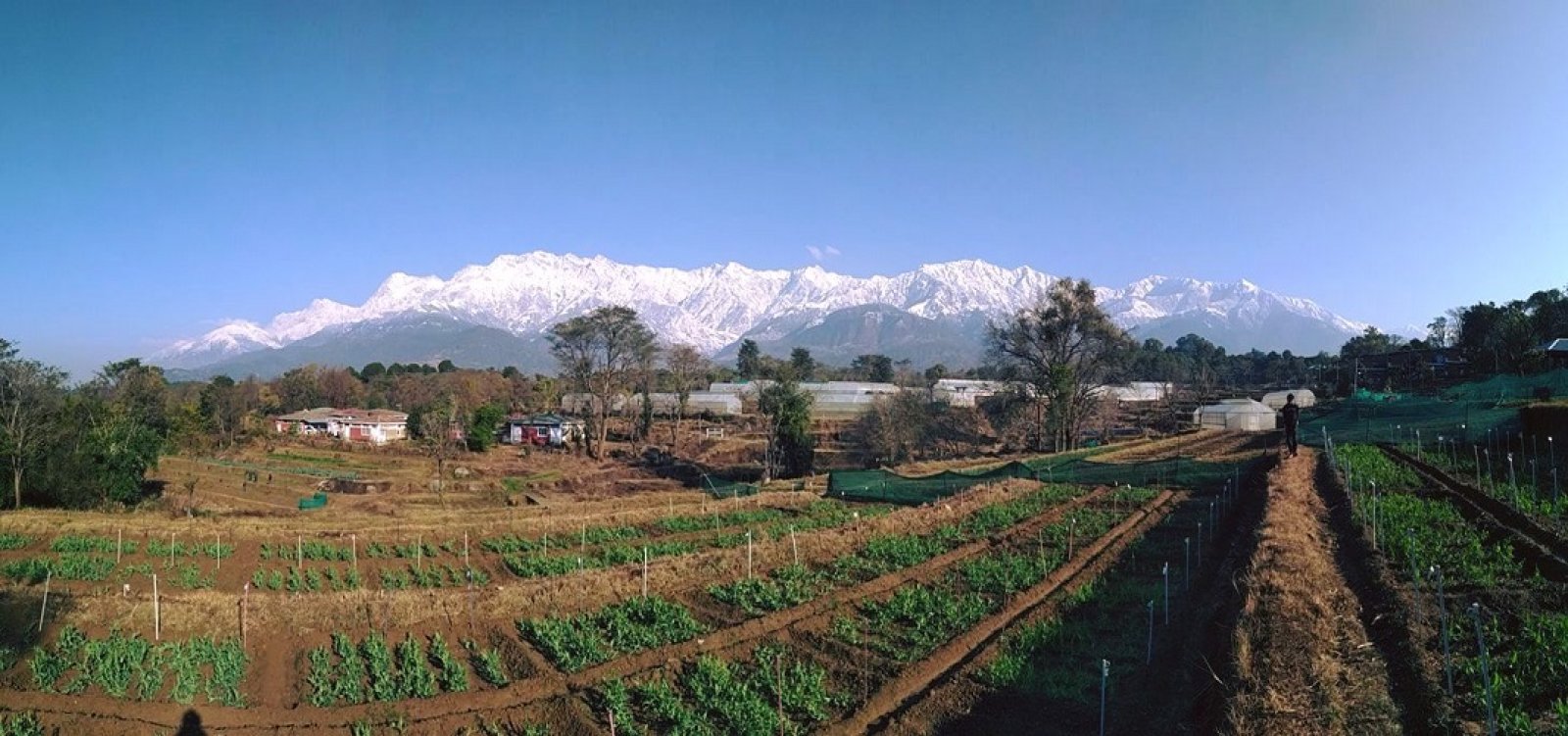 शिटाके मशरूम को पहचान दिलाने के लिए उठाए जाएंगे कारगर कदम: कुमुद