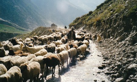 पशुपालन विभाग करेगा भेड़-बकरियों का इंश्योरेंस, 38 हजार पशुधन का होगा बीमा