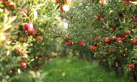 अवैध रूप से हो रहा सेब का आयात, हिमाचल के बागबान झेल रहे नुकसान