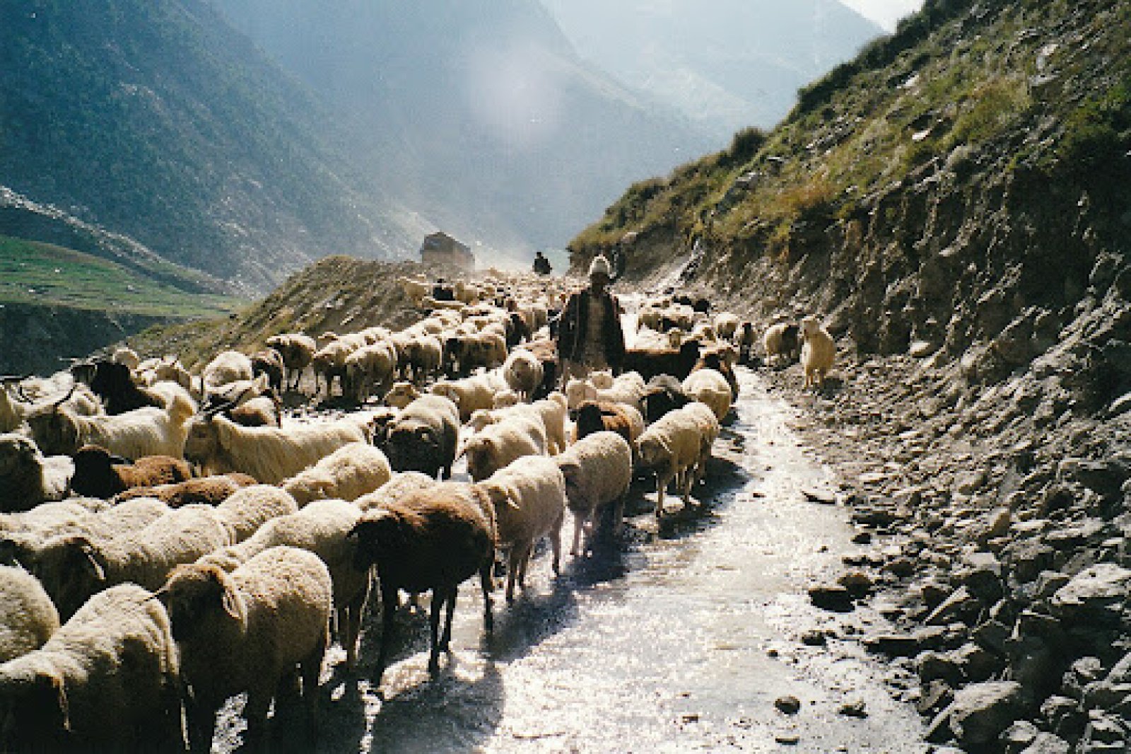 पशुपालन विभाग करेगा भेड़-बकरियों का इंश्योरेंस, 38 हजार पशुधन का होगा बीमा