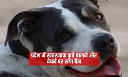 प्रदेश में खतरनाक कुत्ते पालने और बेचने पर लगा बैन 