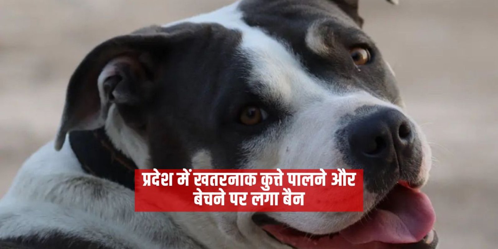 प्रदेश में खतरनाक कुत्ते पालने और बेचने पर लगा बैन 