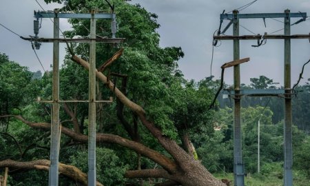 नादौन के बेला गांव में 2 जगह पेड़ गिरने व पोल टूटने से विद्युत् आपूर्ति हुई पूरी तरह बंद