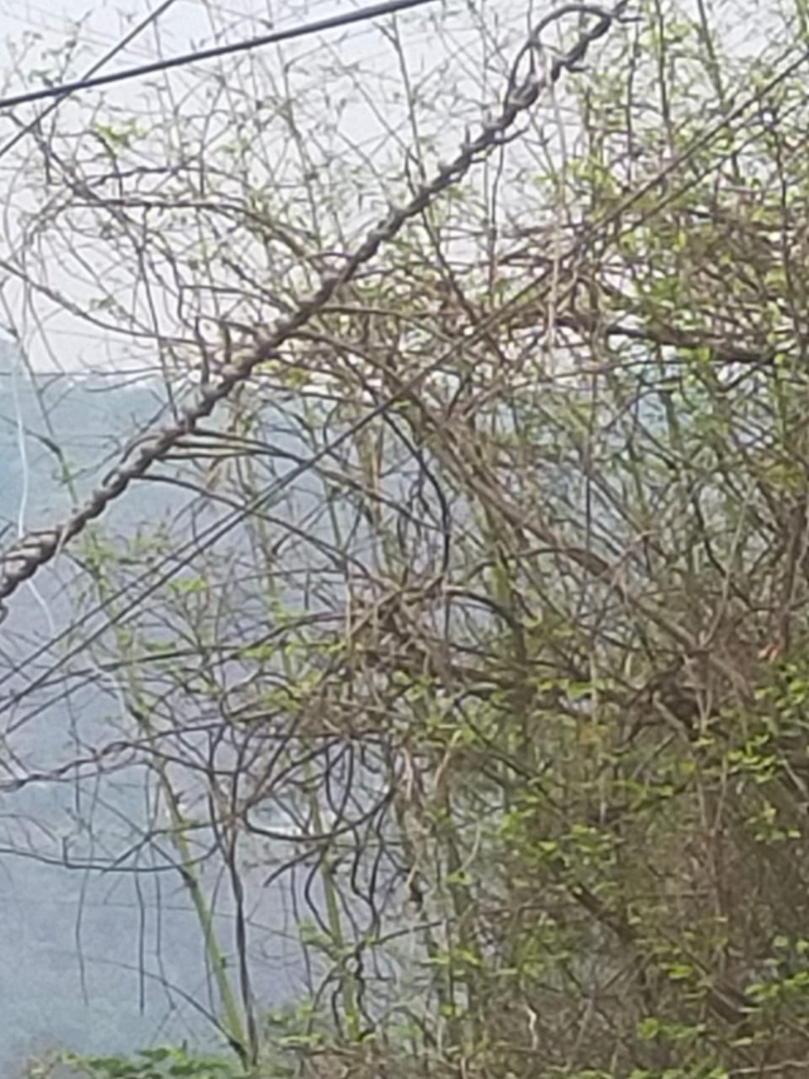 बिजली विभाग में लोकल कर्मचारियों की लापरवाही से उपभोक्ता हो रहे परेशान: पवन कालिया