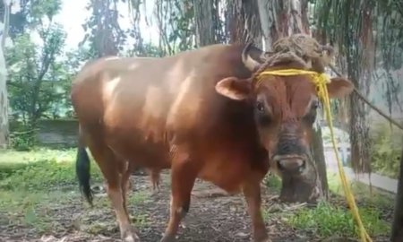 डंगार क्षेत्र में बेसहारा पशुओं के आतंक से बचने को उठाए कदम