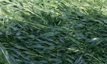 भारी बारिश और तूफान से मक्की की फसल को हुआ नुकसान