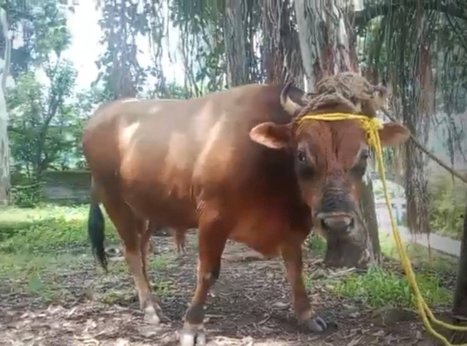 डंगार क्षेत्र में बेसहारा पशुओं के आतंक से बचने को उठाए कदम