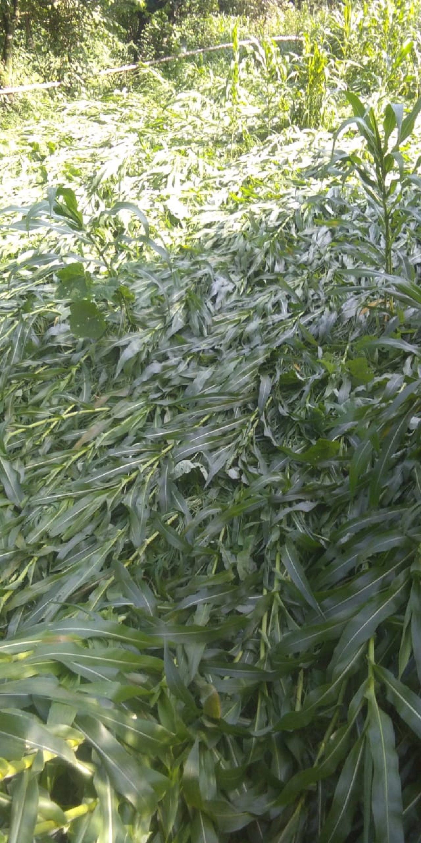 भारी बारिश और तूफान से मक्की की फसल को हुआ नुकसान