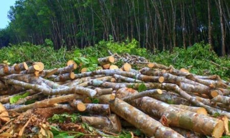 सिर्फ तीन किस्मों के पेड़ों की कटाई को अनुमति, बाकी पर प्रतिबंध लागू