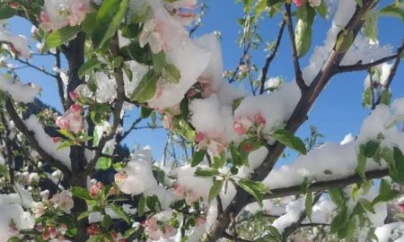 हिमाचल में मौसम की मार से सेब की फसल पर संकट, बागबानों की बढ़ी चिंता