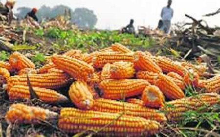 31 जुलाई तक करवा लें मक्की और धान की फसलों का बीमा: उपायुक्त हेमराज बैरवा