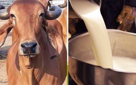 नादौन में खुलने जा रहा नया मिल्क चिलिंग सेंटर, दुग्ध उत्पादकों में खुशी की लहर