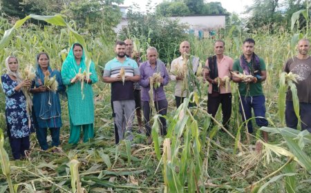 ब्लॉक कांगड़ा के राजल गांव में जंगली जानवरों के आतंक से किसान परेशान