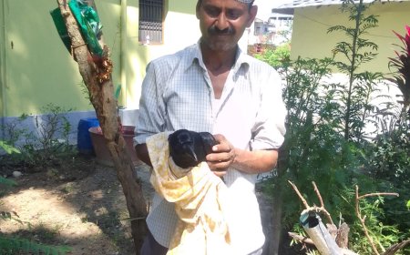 नादौन में इंसानियत की मिसाल: दो दिन से पेड़ पर फंसे कौए को बचाया गया