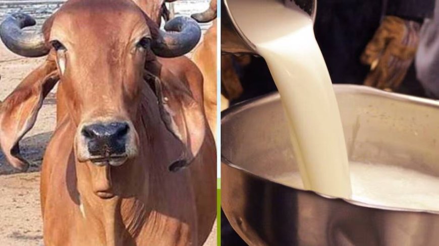 नादौन में खुलने जा रहा नया मिल्क चिलिंग सेंटर, दुग्ध उत्पादकों में खुशी की लहर