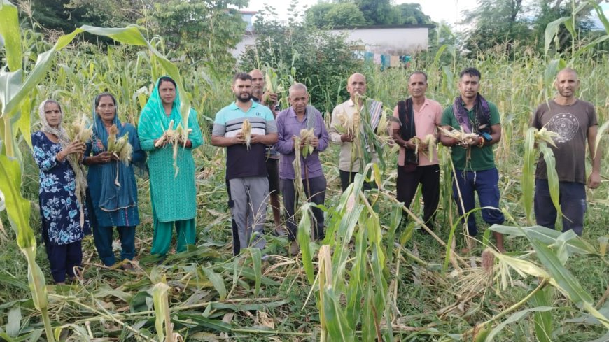 ब्लॉक कांगड़ा के राजल गांव में जंगली जानवरों के आतंक से किसान परेशान