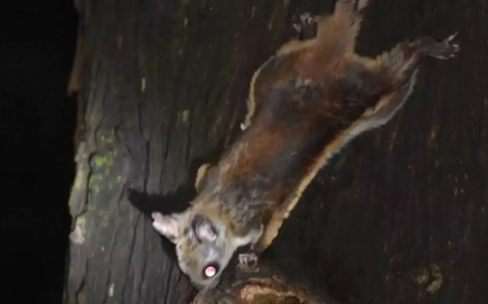 लाहौल की मियार घाटी में दिखा वो जीव, जिसे लुप्त मान लिया गया था