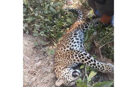 नादौन में पुल के नीचे मिला तेंदुए का शव, फैली सनसनी