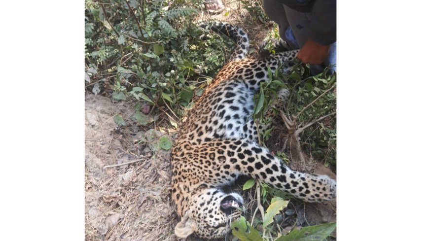 नादौन में पुल के नीचे मिला तेंदुए का शव, फैली सनसनी