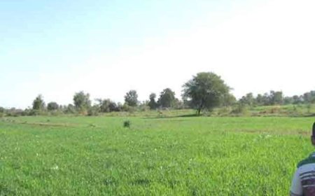 ऊना में गेहूं की फसल पर बारिश का खतरा, बढ़ी किसानों की चिंता