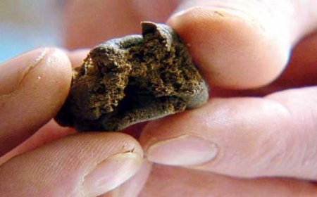 मंडी में जनरल स्टोर से 362 ग्राम चरस बरामद, दुकानदार गिरफ्तार