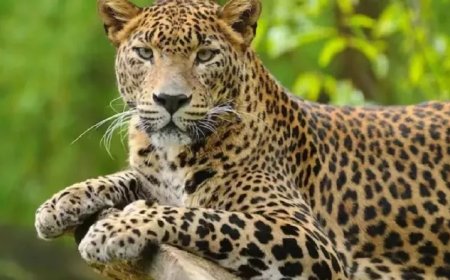 मंडी में तेंदुए का तांडव: गऊशाला में घुसकर 25 भेड़-बकरियां मारी