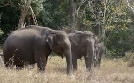 पांवटा साहिब में जंगली हाथियों की दस्तक, वन विभाग अलर्ट