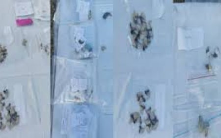 छह ज्वेलरों से तेंदुए के 86 नाखून व पांच दांत बरामद