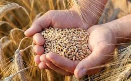 बढ़े हुए न्यूनतम समर्थन मूल्य पर होगी गेहूं की खरीद, जानें कितना मिलेगा प्रति क्विंटल फसल का रेट