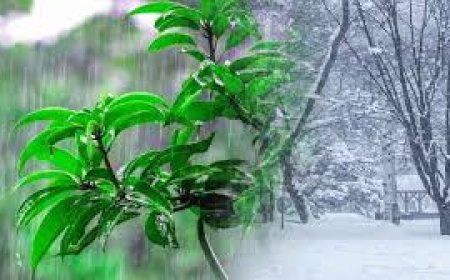 हिमाचल में फिर बदलेगा मौसम,  जानिए कब से हैं बारिश-बर्फबारी के आसार