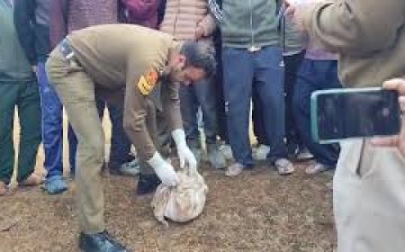 कांगड़ा की खोली पंचायत में नवजात का शव मिलने से सनसनी, जांच शुरू