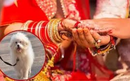 शादी में कुत्ते पर बवाल, दुल्हन ने किया शादी से इनकार
