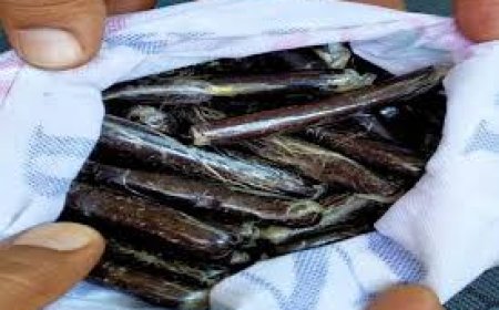 स्वारघाट में 2.3 किलो चरस पकड़ी, 4 आरोपी गिरफ्तार