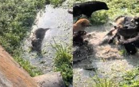  बकरियों के बाड़े में घुसा तेंदुआ, दो लोगों पर  किया हमला, कुत्तों ने बचाईं बकरियां