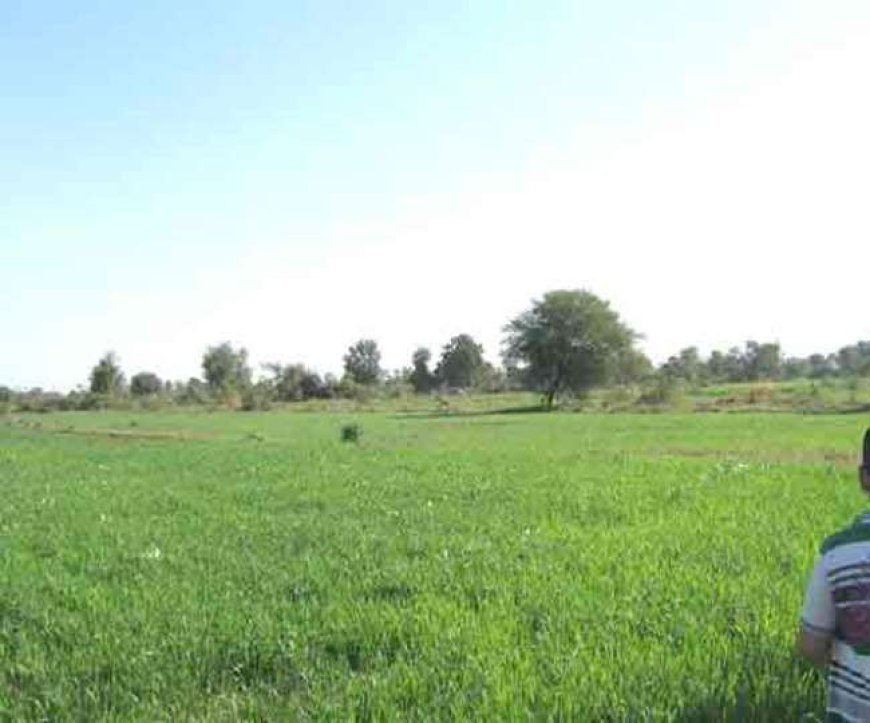 ऊना में गेहूं की फसल पर बारिश का खतरा, बढ़ी किसानों की चिंता