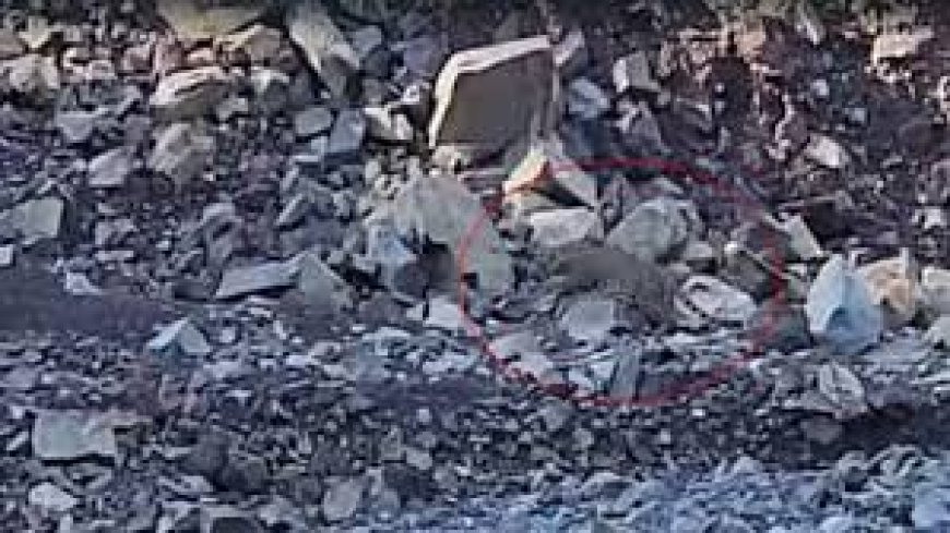 नालागढ़ में दिनदहाड़े  दिखा तेंदुआ, फैली दहशत