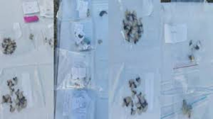 छह ज्वेलरों से तेंदुए के 86 नाखून व पांच दांत बरामद