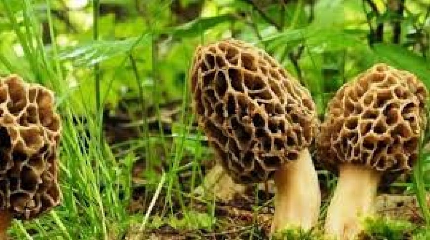 अब हर मौसम में उगेगी गुच्छी, किसानों को मिला बीज