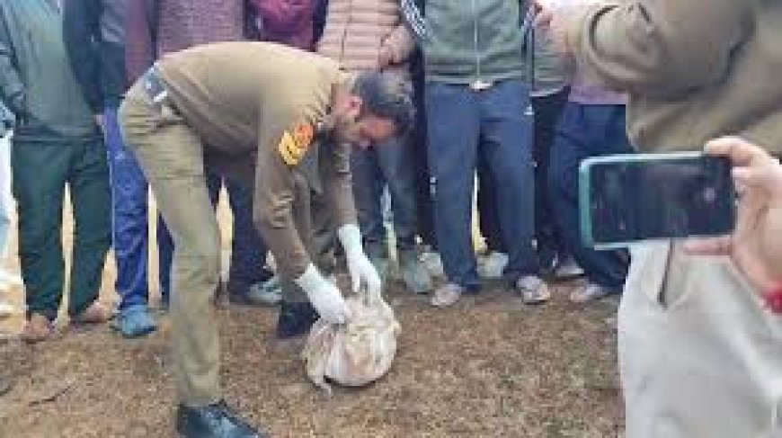 कांगड़ा की खोली पंचायत में नवजात का शव मिलने से सनसनी, जांच शुरू