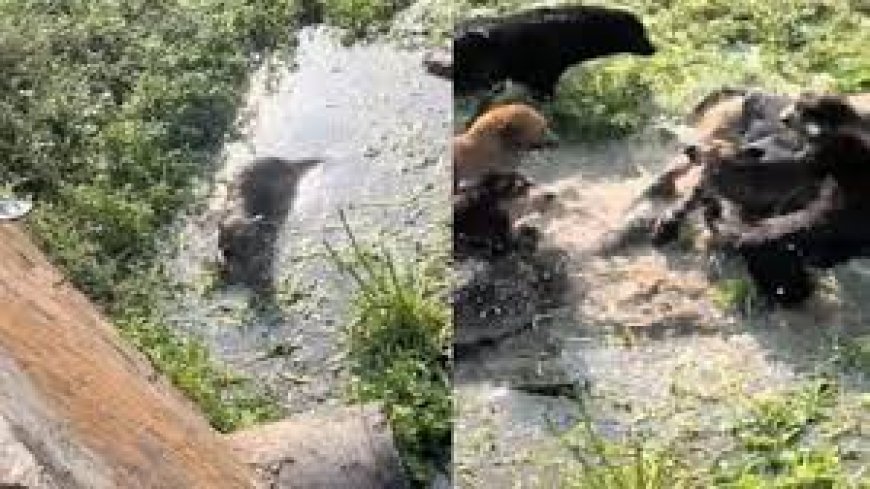  बकरियों के बाड़े में घुसा तेंदुआ, दो लोगों पर  किया हमला, कुत्तों ने बचाईं बकरियां