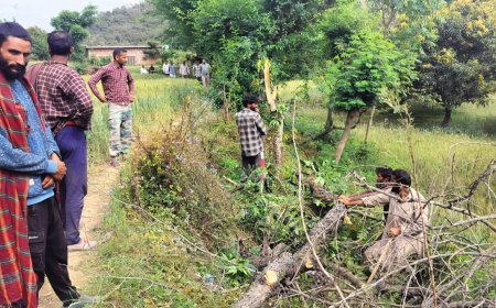 स्टे के बावजूद नूरपुर में खैर कटान! शिकायत दर्ज