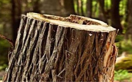 बंगाणा में खैर तस्कर गिरफ्तार, कटर मशीन बरामद