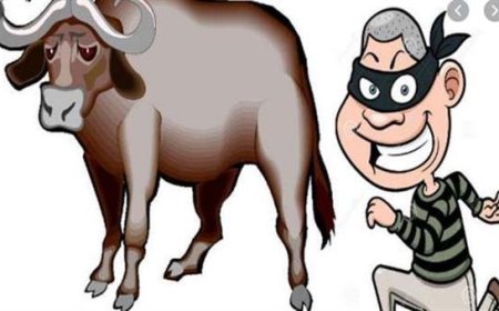 हमीरपुर में भैंस चोरी का खुलासा, 2 आरोपी गिरफ्तार