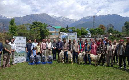 पालमपुर में पशुपालकों को बड़ी सौगात! 20 उन्नत गद्दी बकरे वितरित, आय बढ़ाने पर फोकस