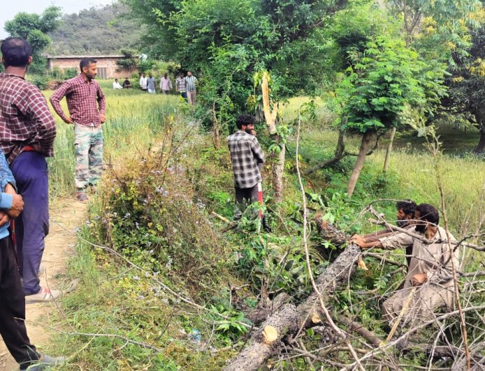 स्टे के बावजूद नूरपुर में खैर कटान! शिकायत दर्ज