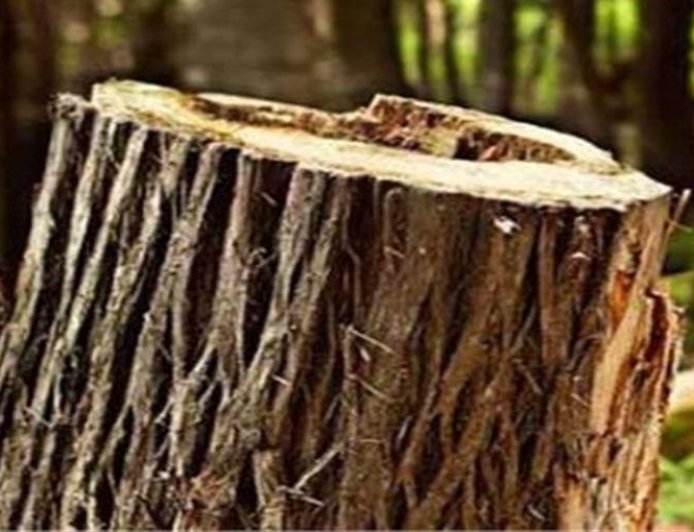 बंगाणा में खैर तस्कर गिरफ्तार, कटर मशीन बरामद