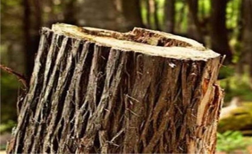 बंगाणा में खैर तस्कर गिरफ्तार, कटर मशीन बरामद